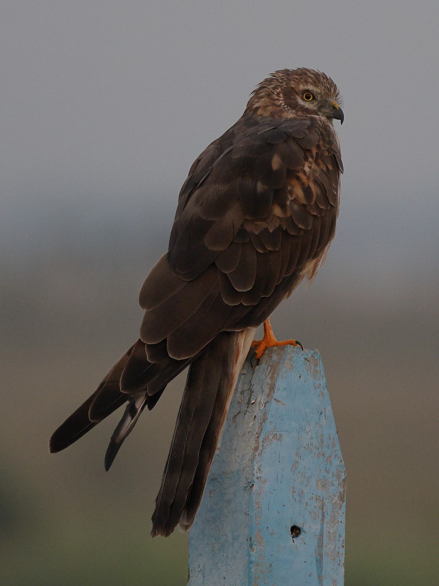 Montagu's Harrier - ML645591057