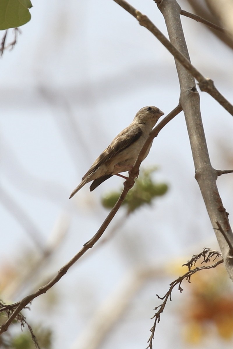 Sahel Bush Sparrow - ML645591058