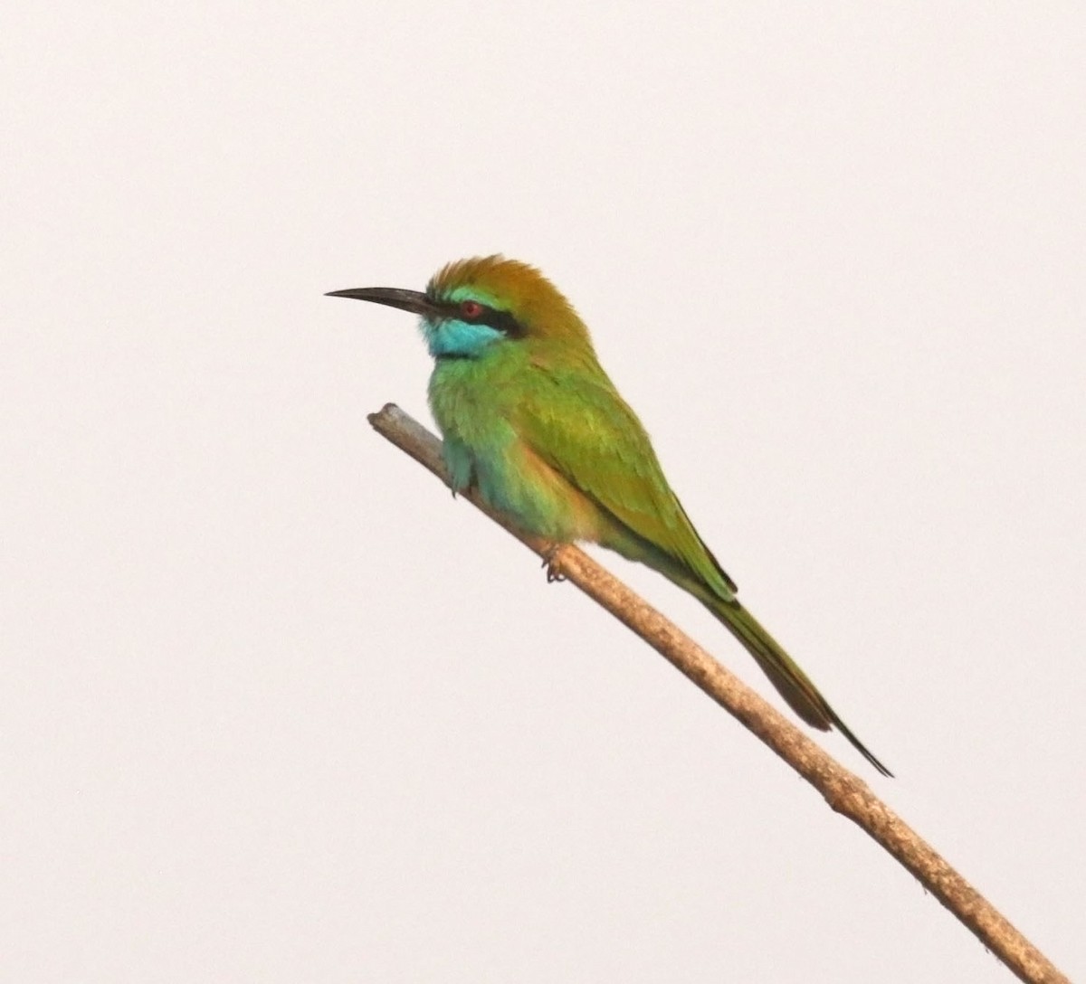 Arabian Green Bee-eater - ML645591066