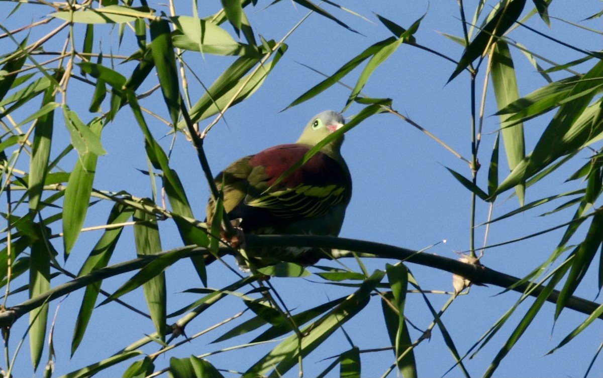 Kalın Gagalı Yeşil Güvercin - ML645591072