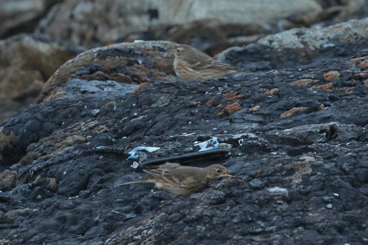 American Pipit - ML645591091