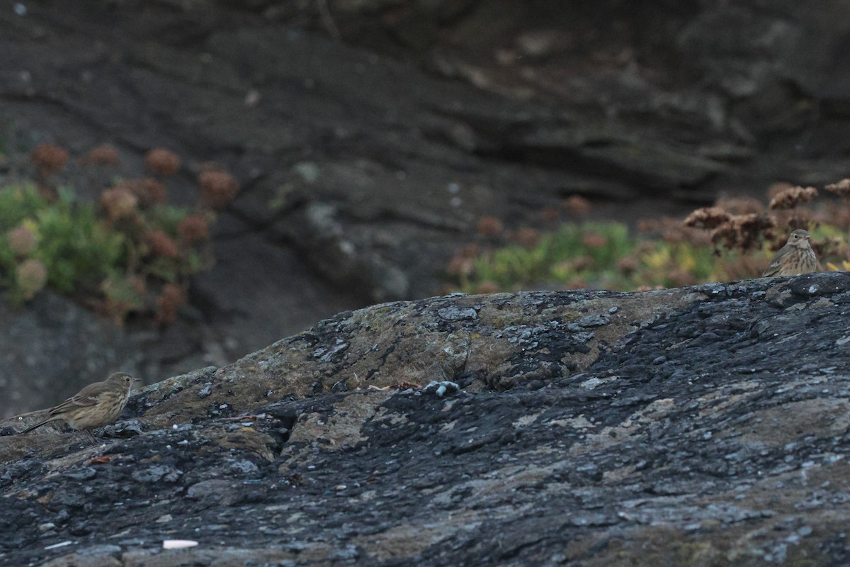 American Pipit - ML645591092