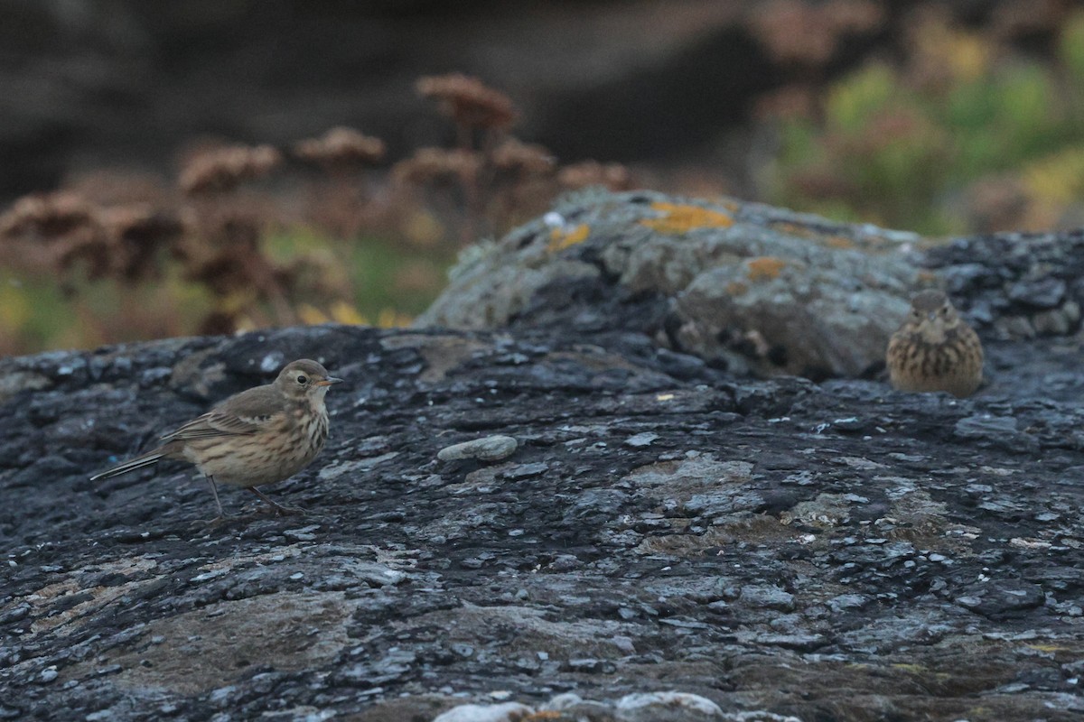American Pipit - ML645591093