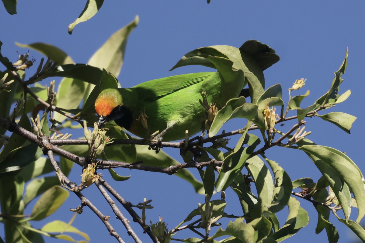 Золотолобая листовка - ML645591096