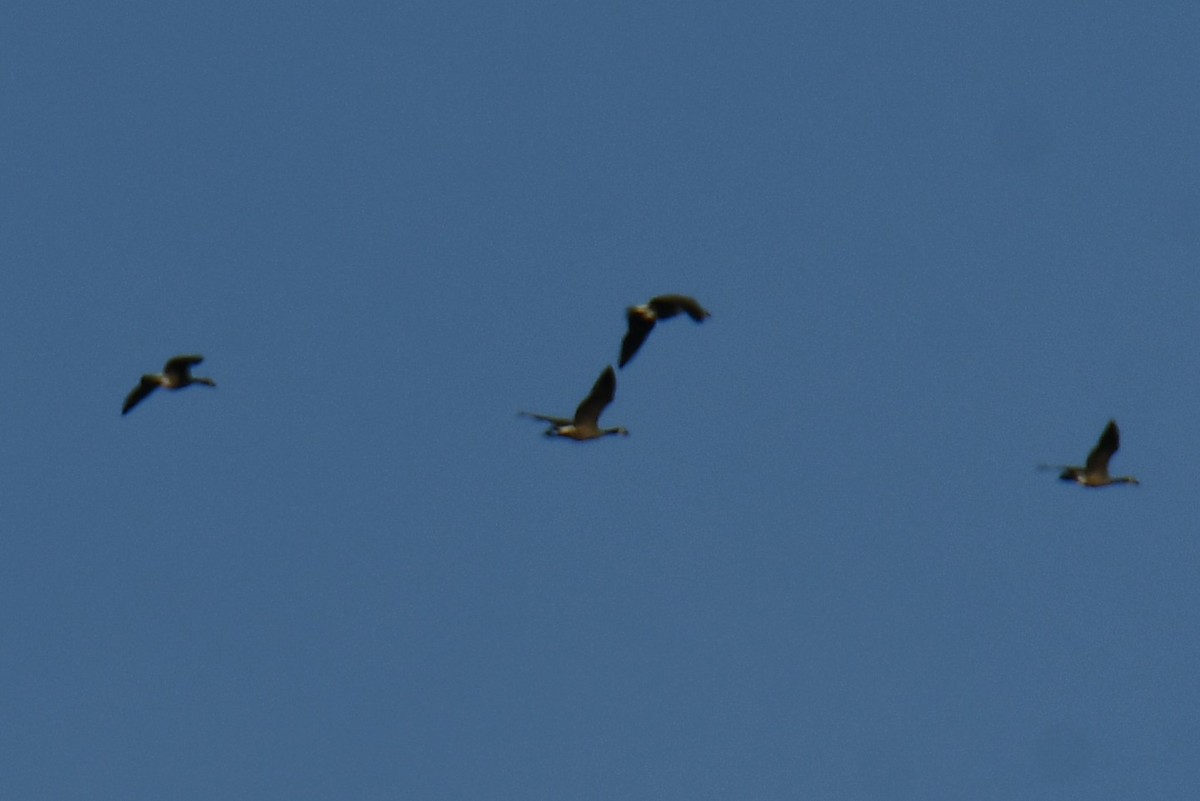 Branta kanadar handia - ML645591101