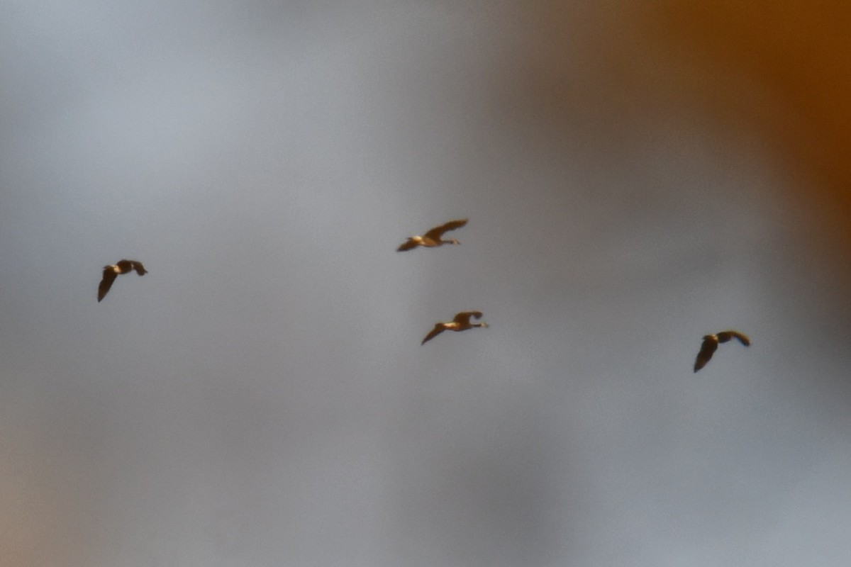 Branta kanadar handia - ML645591102