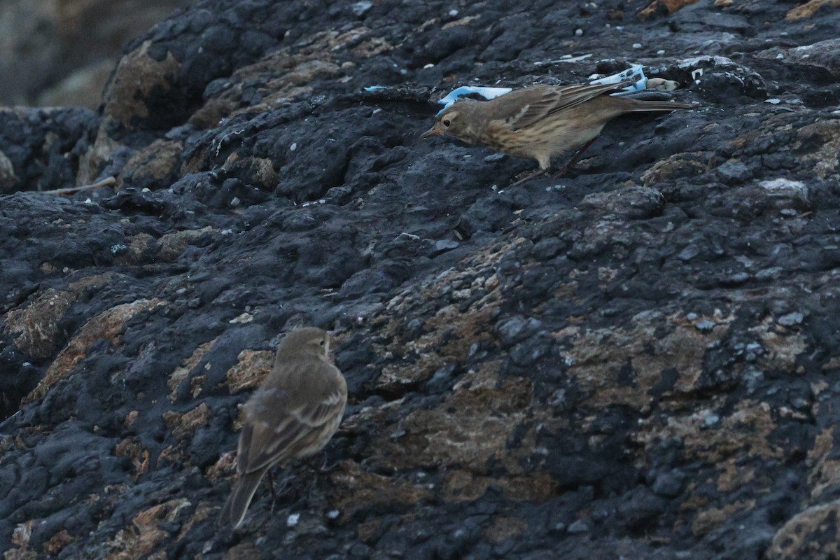 American Pipit - ML645591109