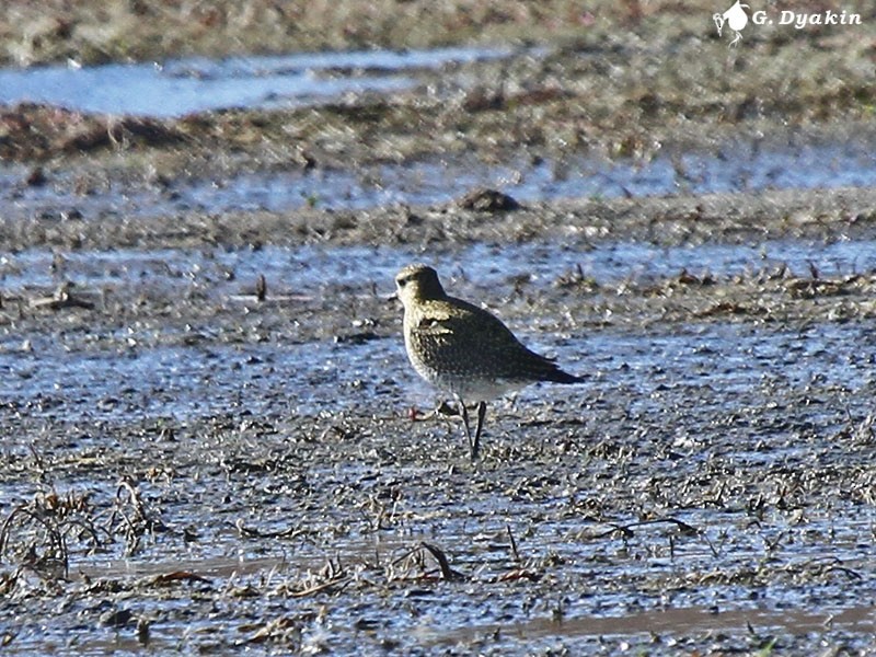 Сивка звичайна - ML645591110