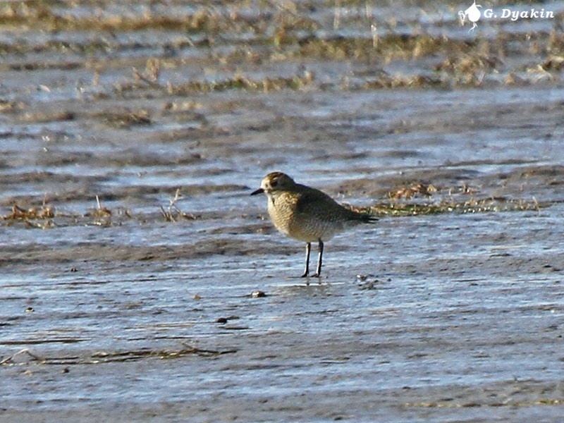 Сивка звичайна - ML645591112