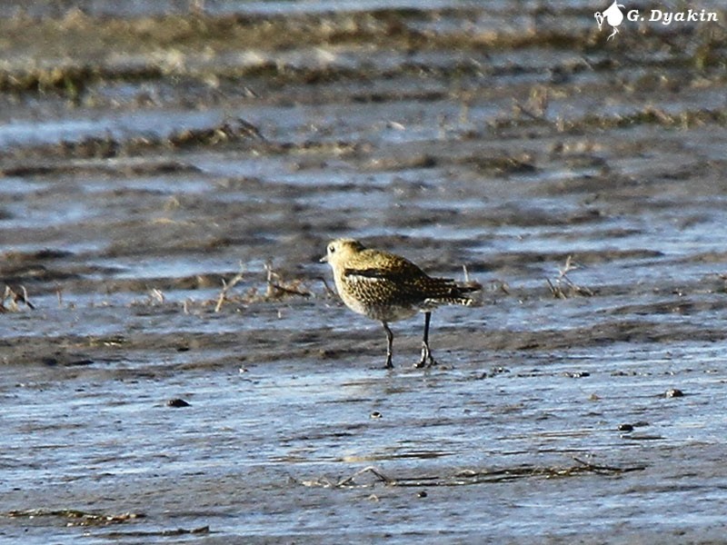 Сивка звичайна - ML645591114