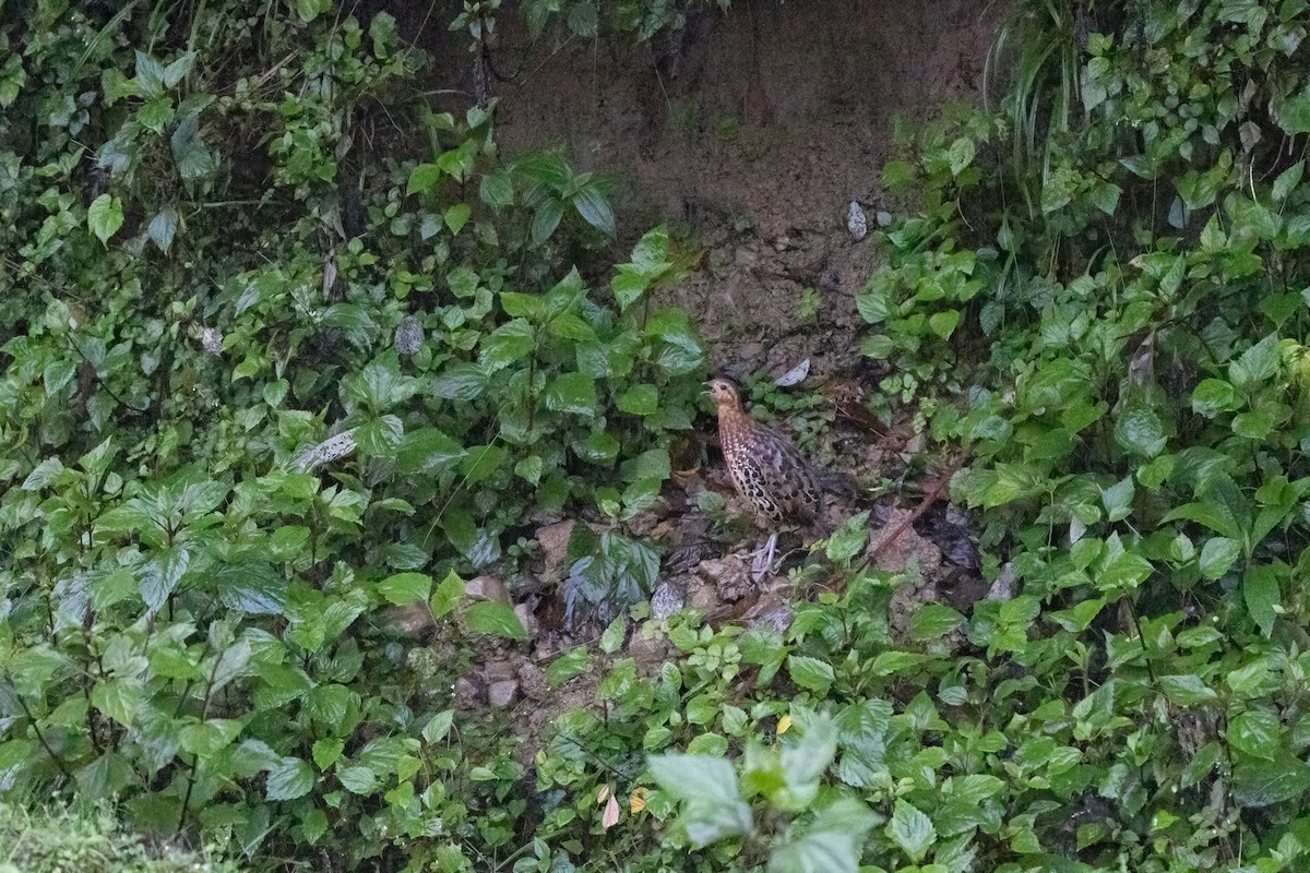 Gelbbrauen-Bambushuhn - ML645591119