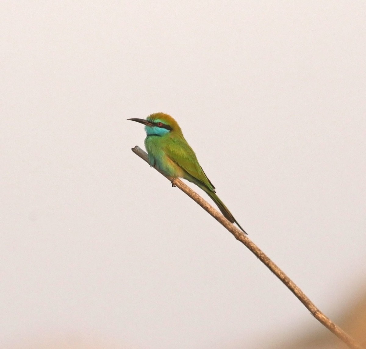 Arabian Green Bee-eater - ML645591132