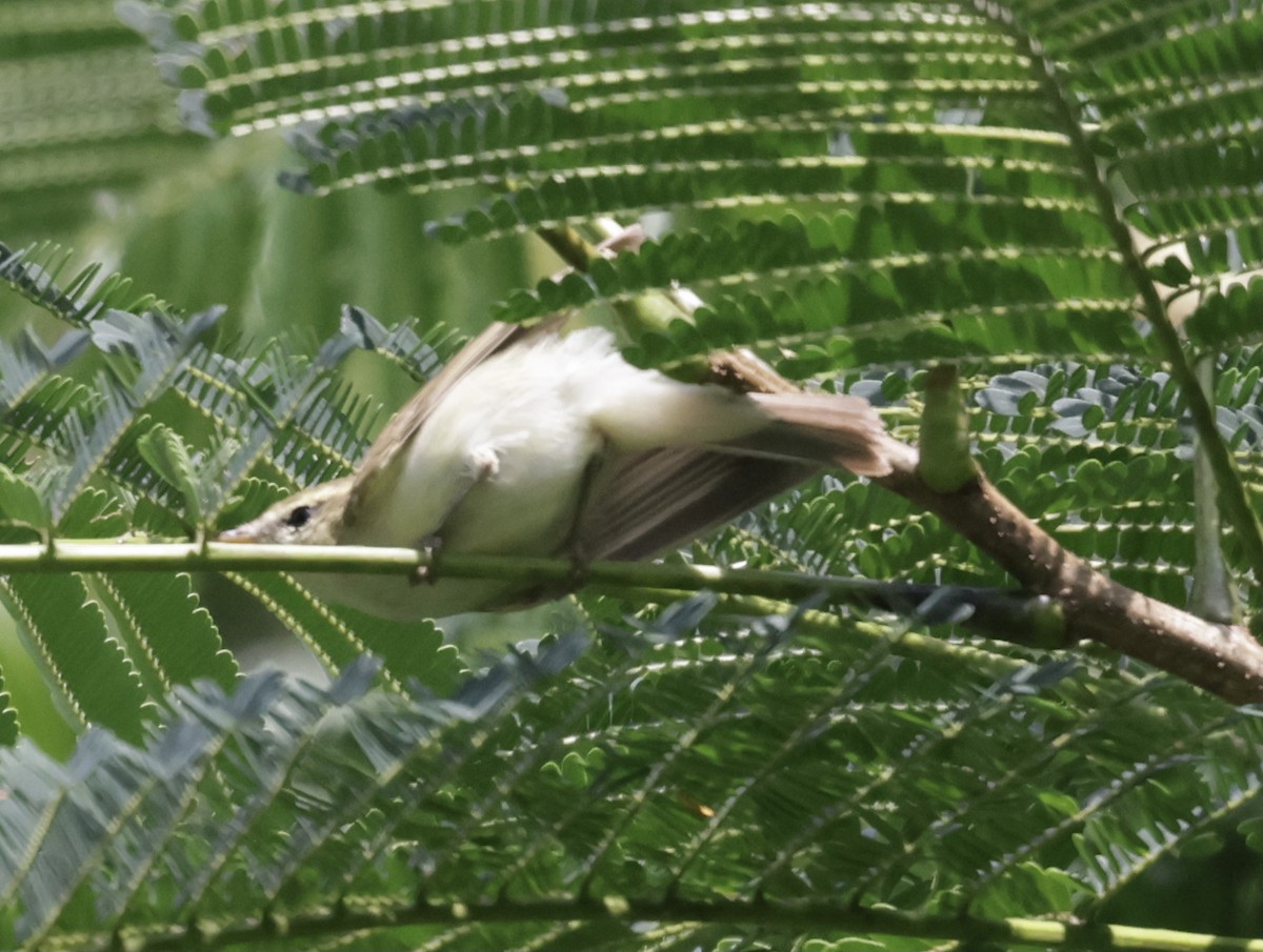 Greenish Warbler - ML645591138