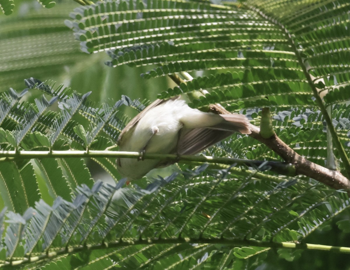 Greenish Warbler - ML645591139