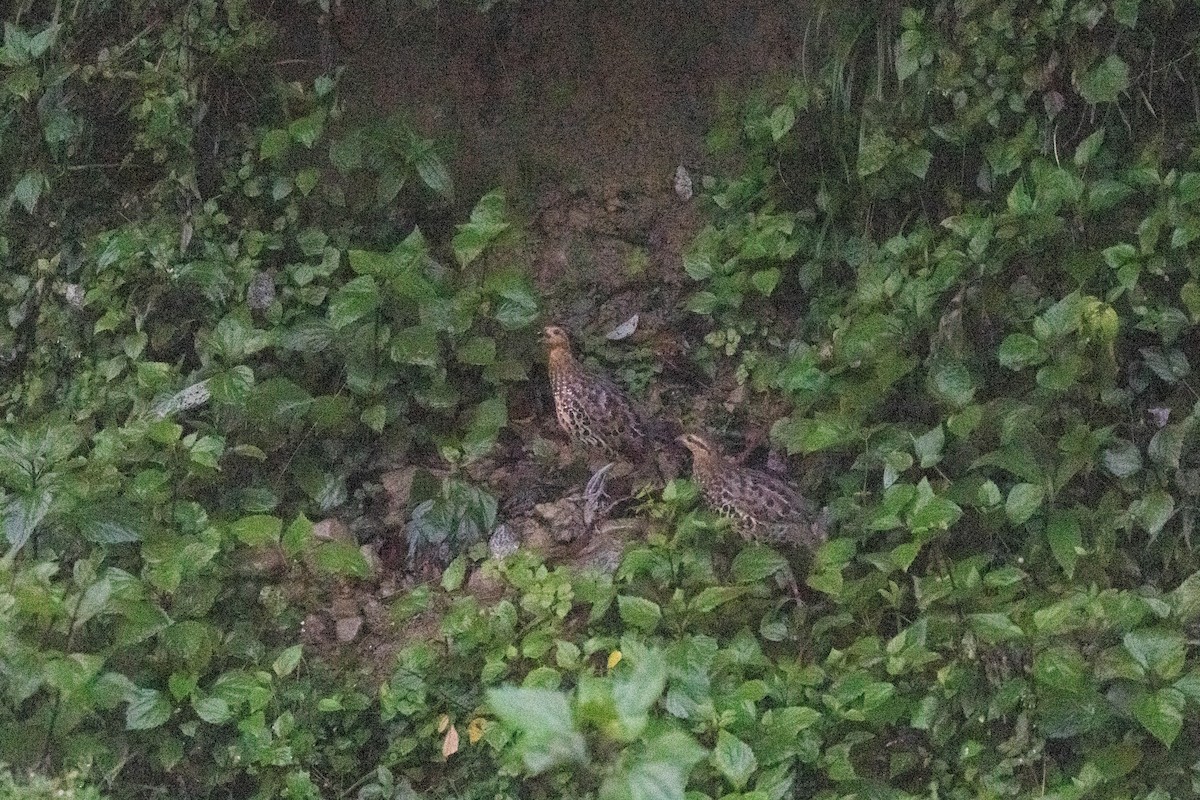 Gelbbrauen-Bambushuhn - ML645591141