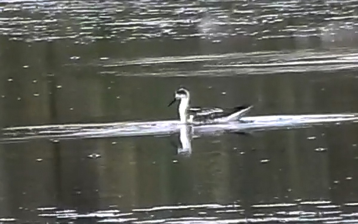 Red-necked Phalarope - ML645591171