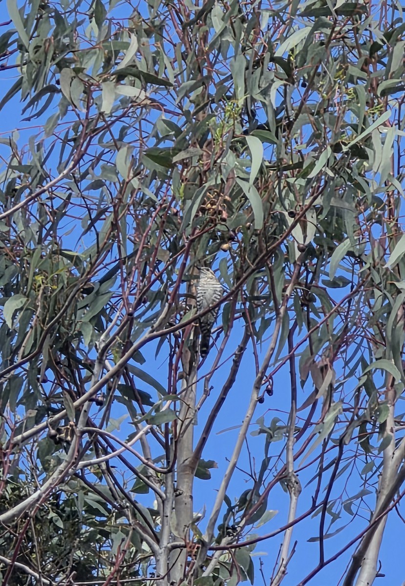 Rotschwanzkuckuck - ML645591172