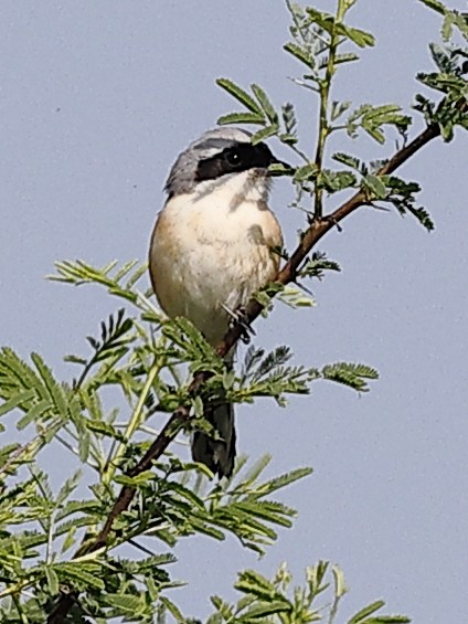Bay-backed Shrike - ML645591182