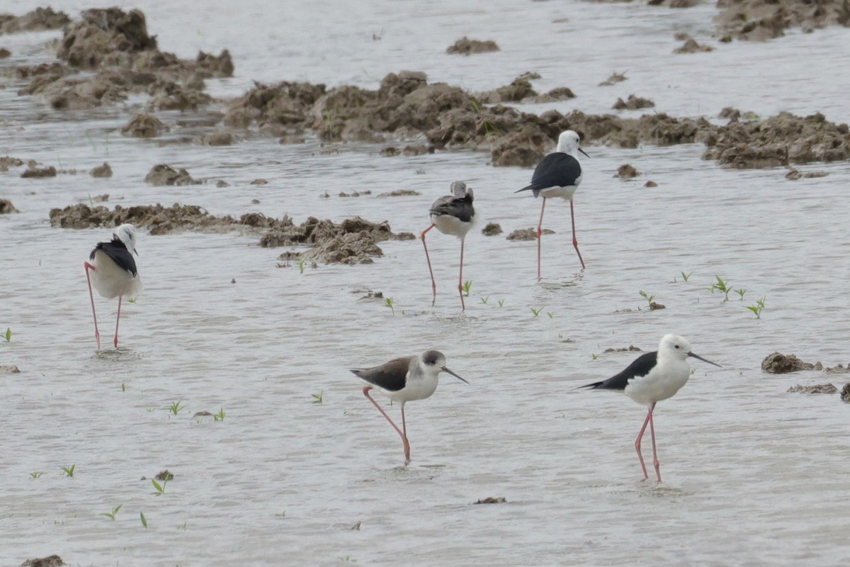 Zankaluze eurasiarra - ML645591196