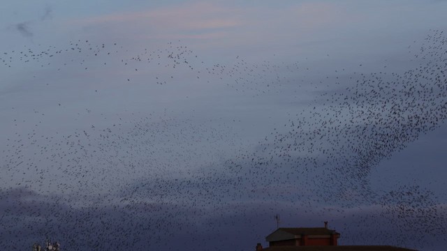 European Starling - ML645591211