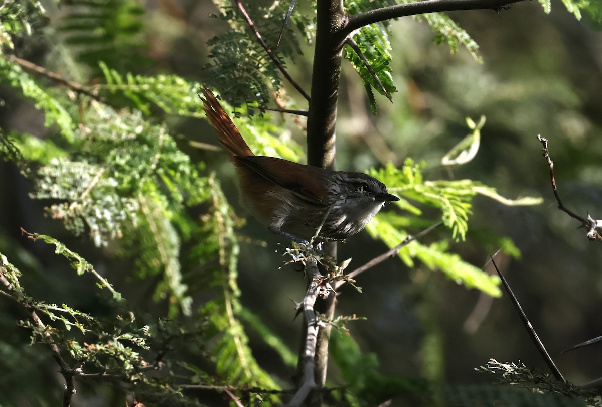 Necklaced Spinetail - ML645591215