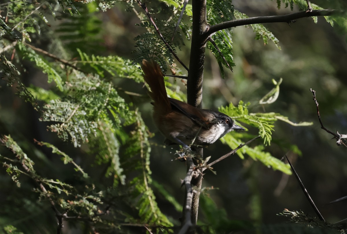 Necklaced Spinetail - ML645591218