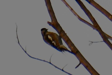 Gelbbauch-Saftlecker - ML645591220