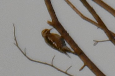 Gelbbauch-Saftlecker - ML645591221