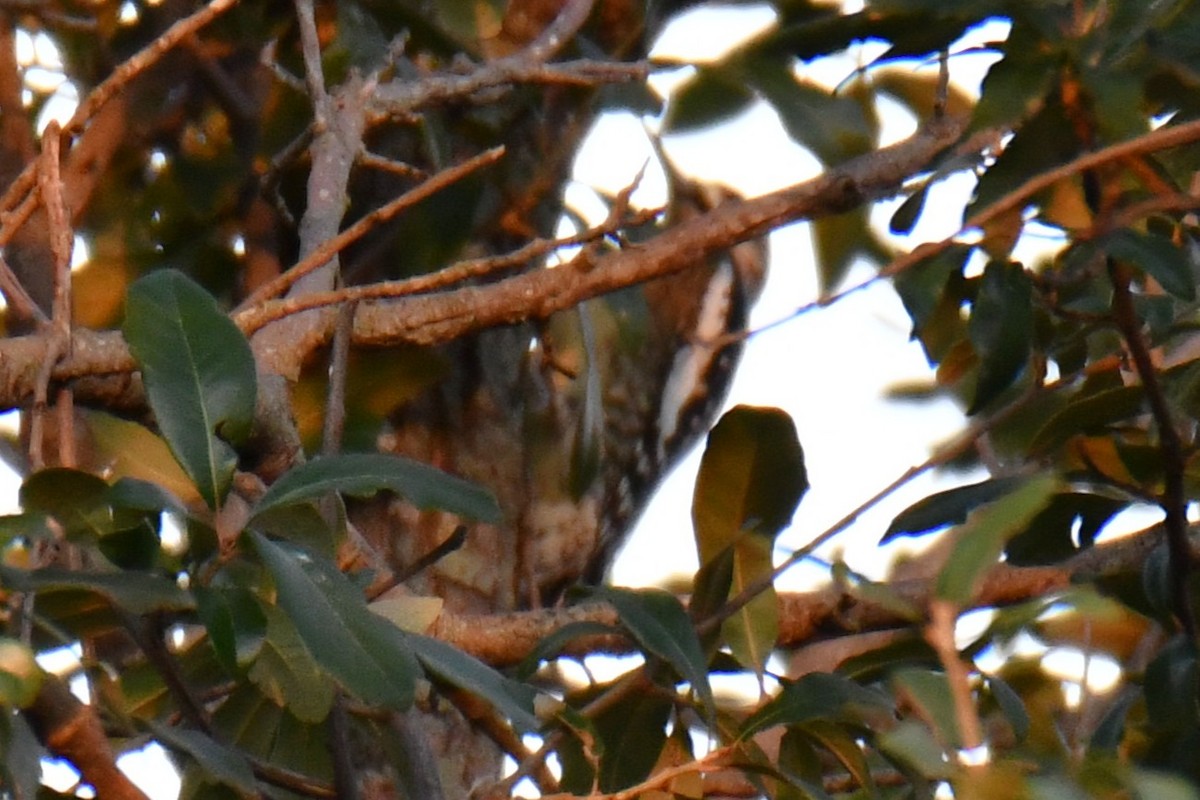 Gelbbauch-Saftlecker - ML645591222