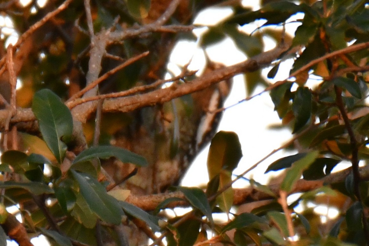 Gelbbauch-Saftlecker - ML645591223