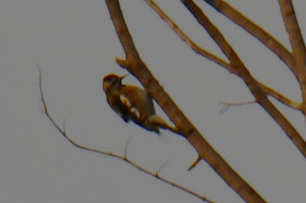 Gelbbauch-Saftlecker - ML645591224