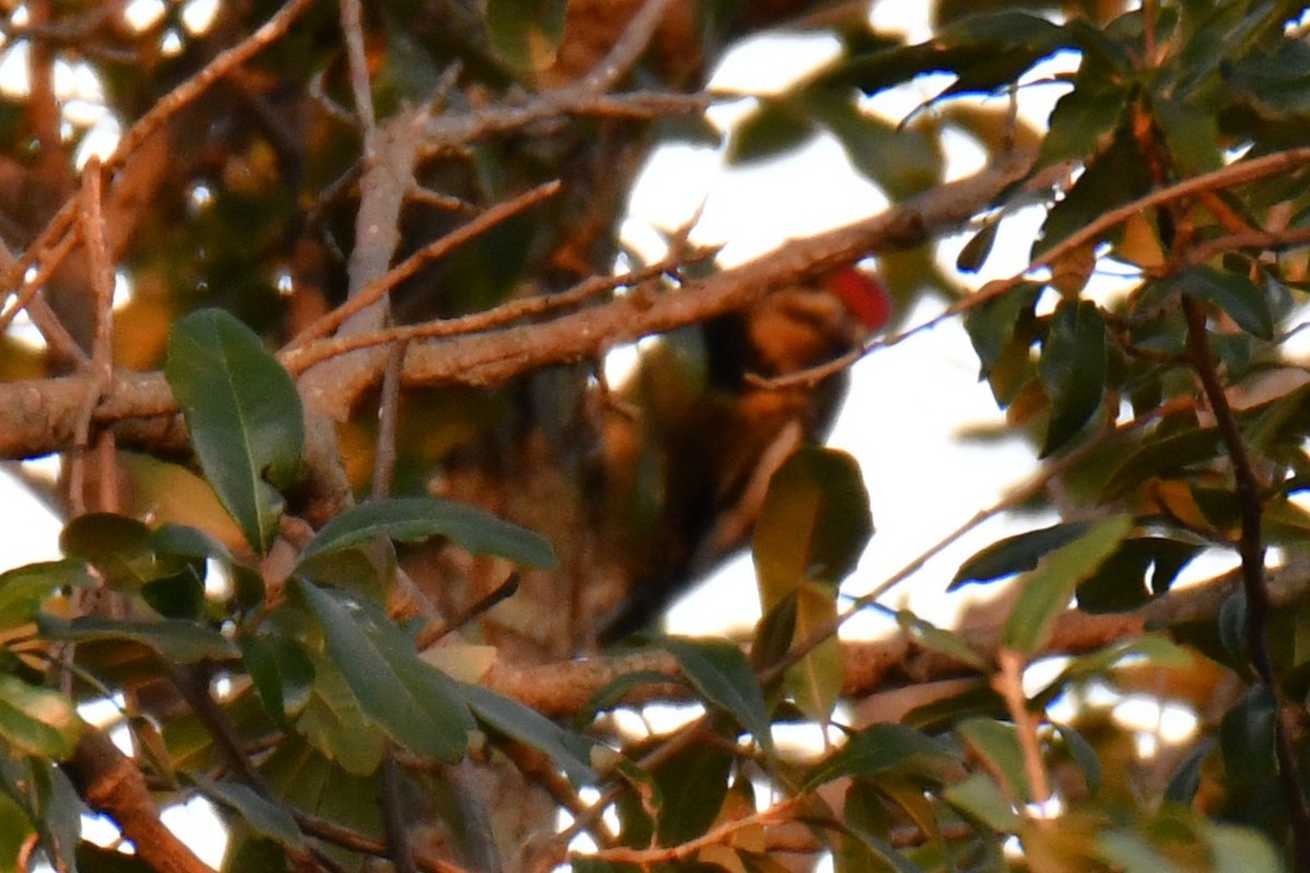 Gelbbauch-Saftlecker - ML645591225