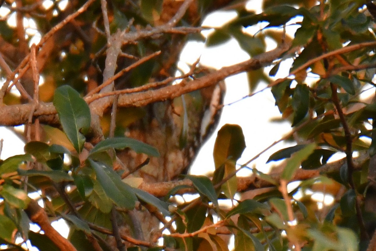 Gelbbauch-Saftlecker - ML645591226