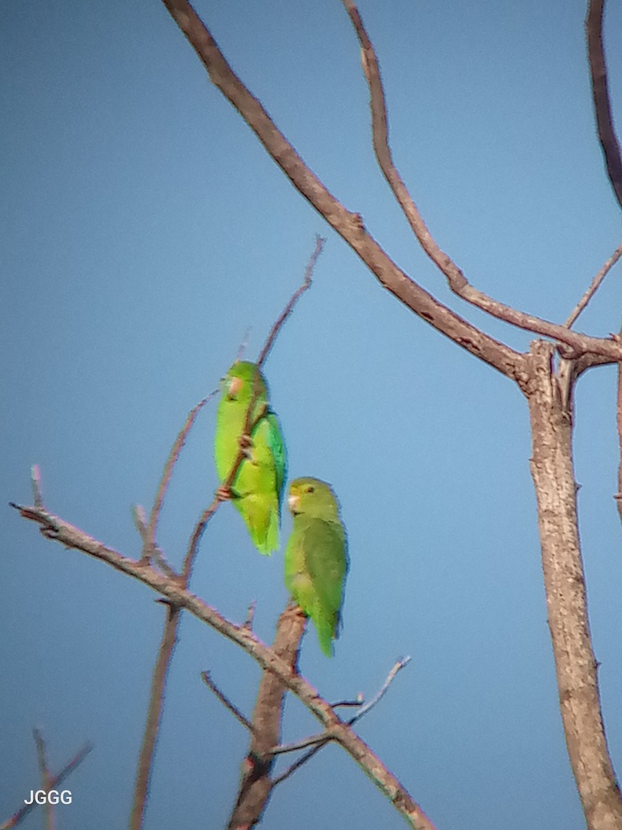 Green-rumped Parrotlet - ML645591269