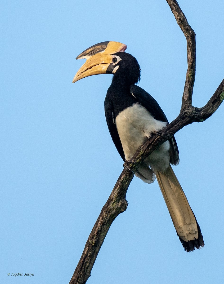 Malabar Pied-Hornbill - ML645591276
