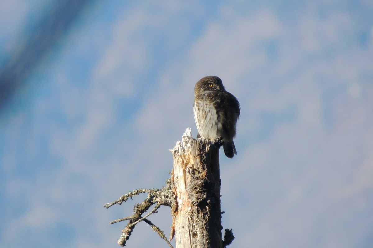 Eurasian Pygmy-Owl - ML645591291