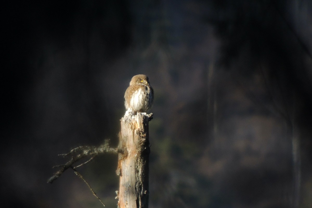 Eurasian Pygmy-Owl - ML645591292