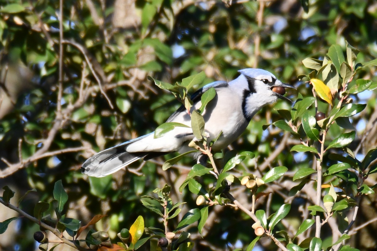 Geai bleu - ML645591297