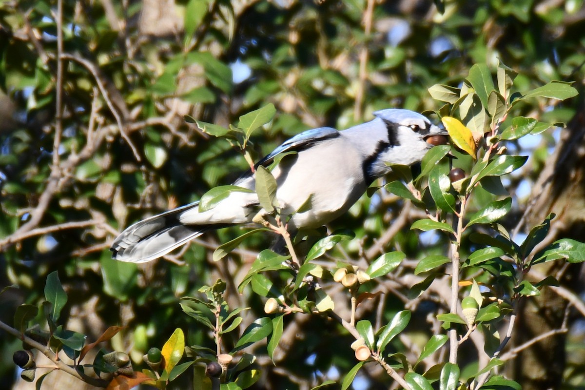 Geai bleu - ML645591300