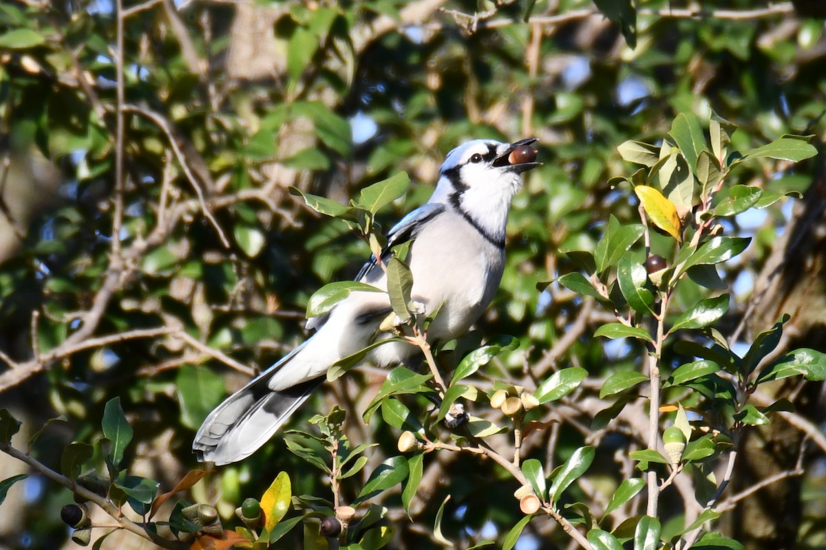 Geai bleu - ML645591302