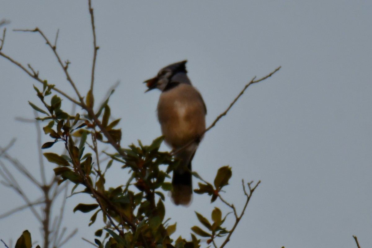 Geai bleu - ML645591303