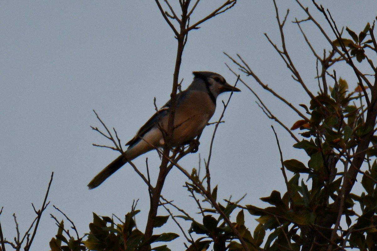 Geai bleu - ML645591304