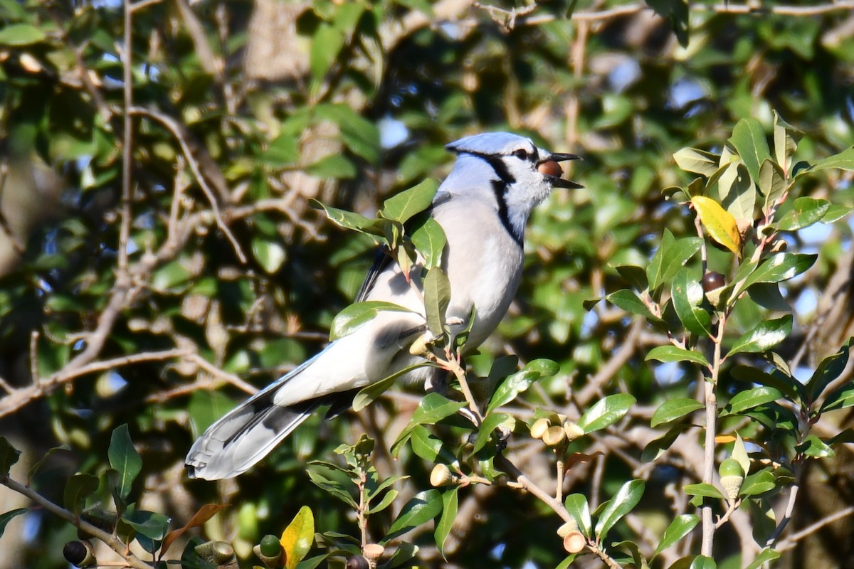 Geai bleu - ML645591305