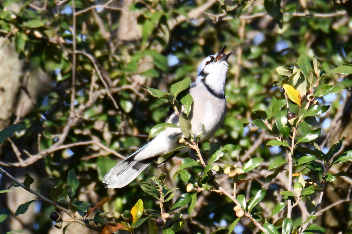 Geai bleu - ML645591306