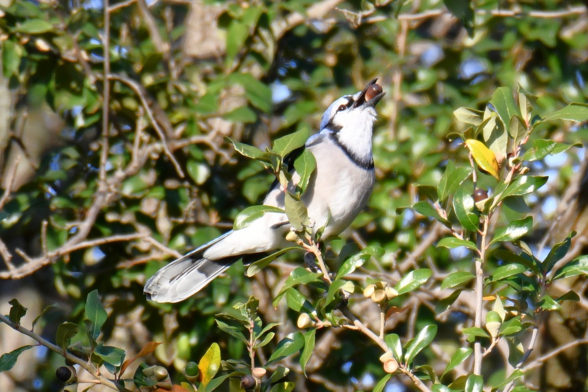 Geai bleu - ML645591307