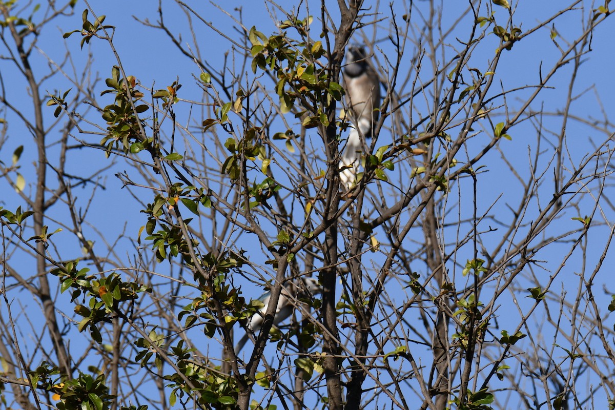 Geai bleu - ML645591308