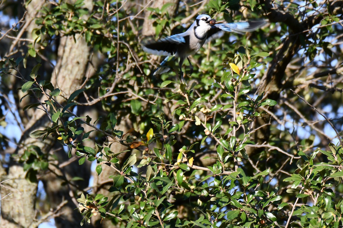 Geai bleu - ML645591309