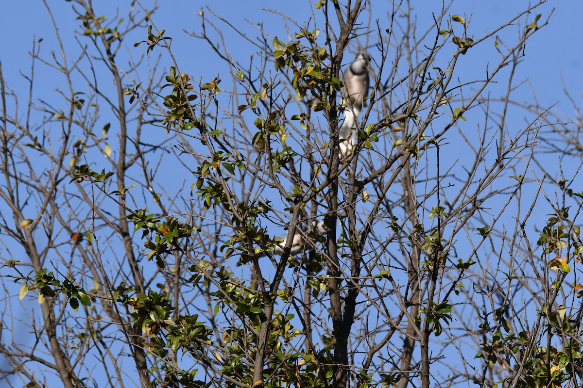 Geai bleu - ML645591310