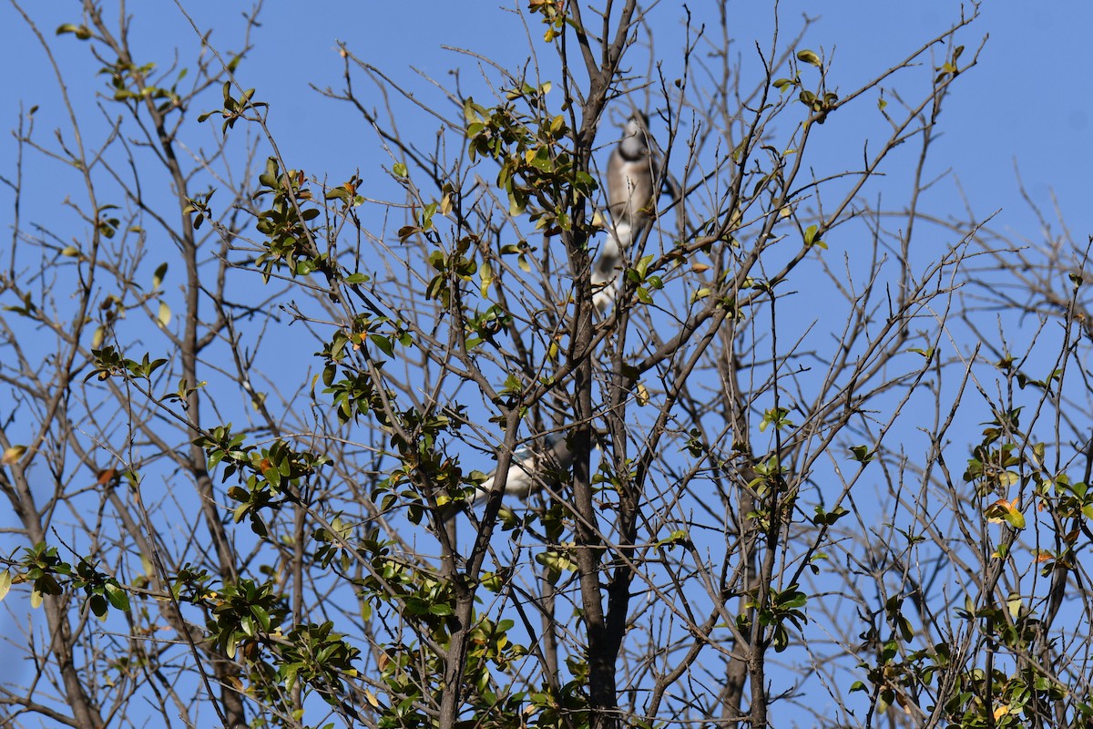 Geai bleu - ML645591311