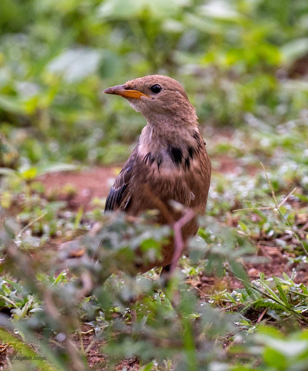 Rosy Starling - ML645591325